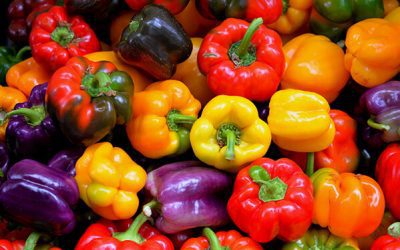 Diet Safety For Dogs: Can Puppies Eat Bell Peppers?