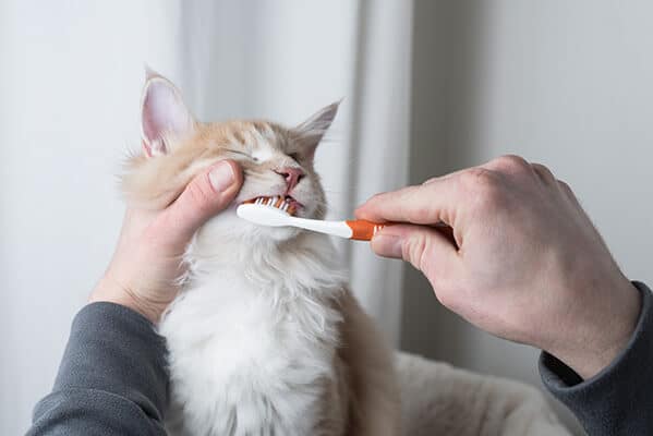Cream colored maine coon cat getting teeth brushed by owner