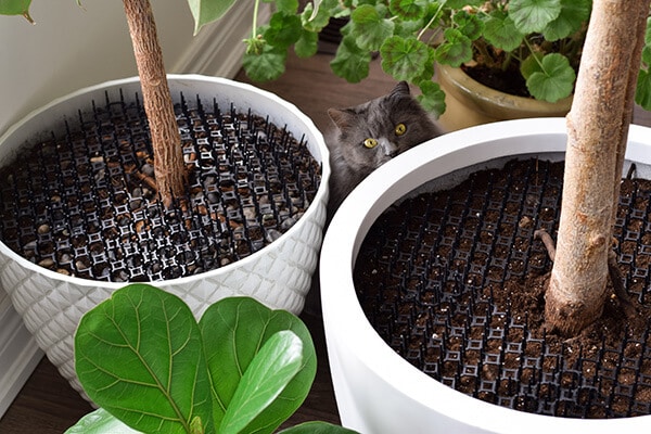Cute cat sitting beside houseplant pots with soil covered with cat repellent spikes