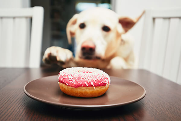 Dog attempting to steal a donut from a plate on the table