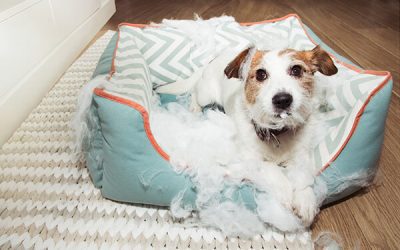 Reasons Why A Dog Destroys Their Bed And How To Stop It