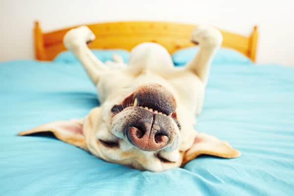 Puppy Sleep Schedule: How Much Do Puppies Sleep?
