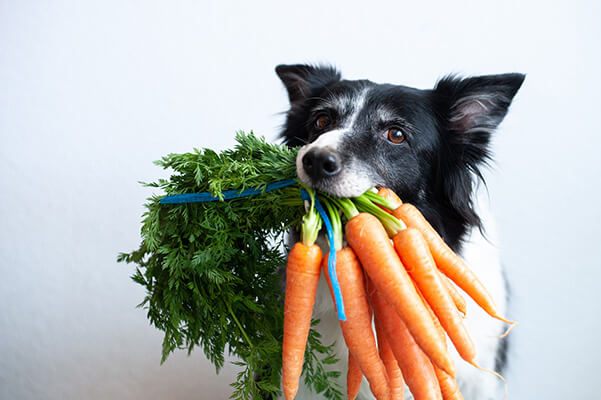 Dog with bunch of carrots in mouth