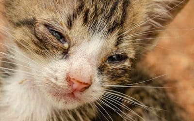 Cat Eye Discharge: What Causes Boogers In Cats Eyes