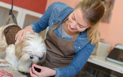 Dog Grooming: How Often Do Dogs Need Haircuts?