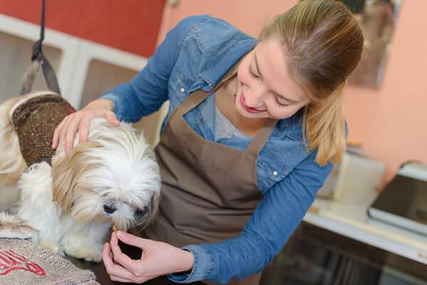 Dog Grooming: How Often Do Dogs Need Haircuts?