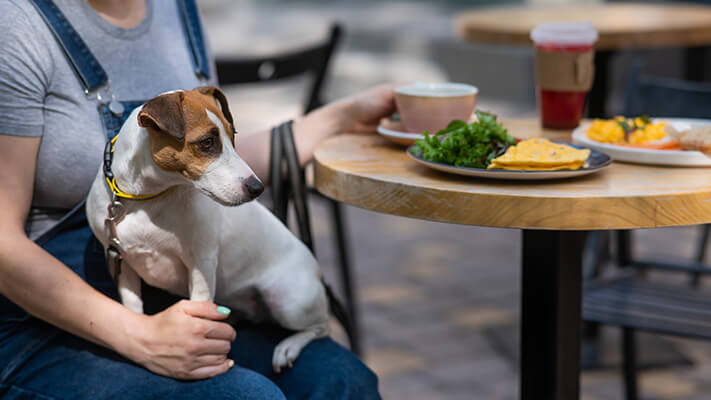 Your Dog Doesn't Steal Food From Your Plate to show they respect you