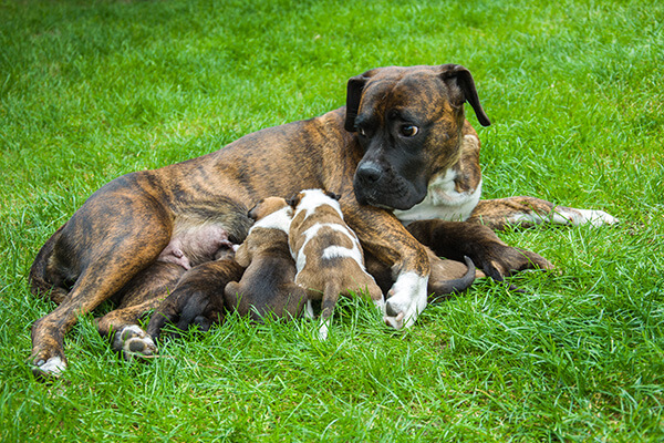 Mother of the dog nursing puppies