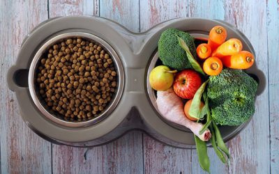Dog Nutrition: What Foods Give Dogs Energy Boost?