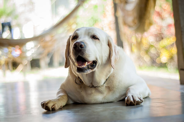 Obese Yellow Labrador Retriever laying on cement floor outside