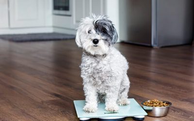 How To Help A Puppy Quickly Gain Healthy Weight