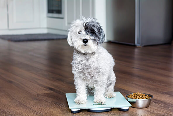 How To Help A Puppy Quickly Gain Healthy Weight