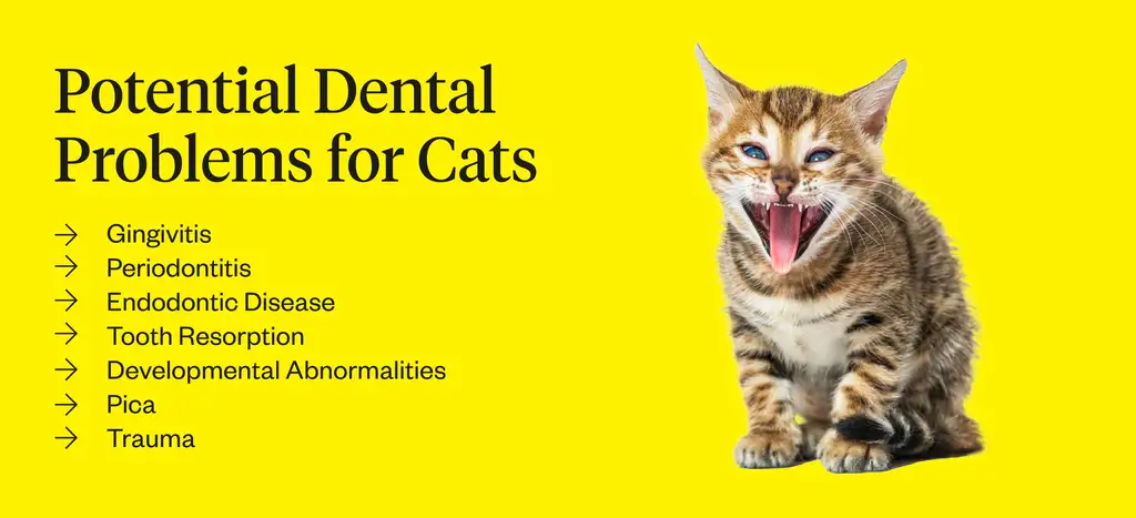 Potential Dental Problems For Cats