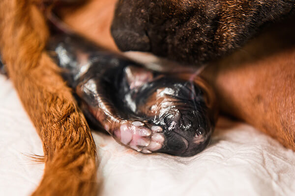 Rhodesian ridgeback dog giving birth, puppy in amniotic sac, close-up