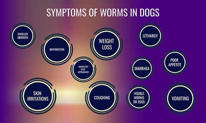 Symptoms of worms in dogs graphic