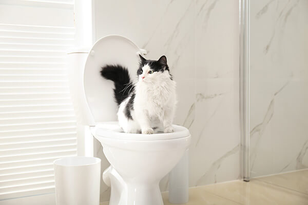 Try Toilet Training Your Cat to prevent litter tracking