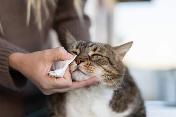 Woman cleaning eye boogers from her cats eyes with a soft cloth with warm water