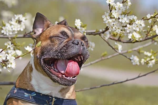 Yawning brown French Bulldog dog with mouth white open and tongue and teeth