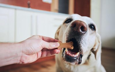 Dog Nutrition: What Is The Best Food For Labradors