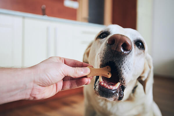 Yellow labrador retriever eating dog shaped treat