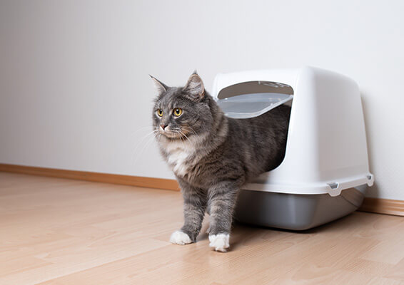 See If A Covered Litter Box Helps To Stop Cat Litter Tracking