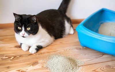 Cat Tracking: Stop Litter From Going Everywhere