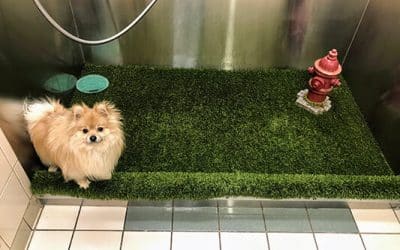 The Best Artificial Pet Potty Grass For Your Dog
