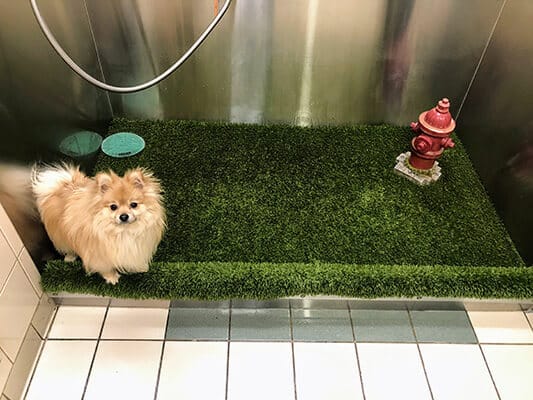 A cute dog sitting on an artificial pee mat