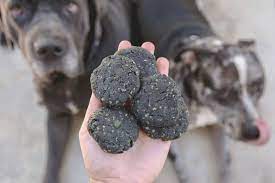 Activated Charcoal With Dogs