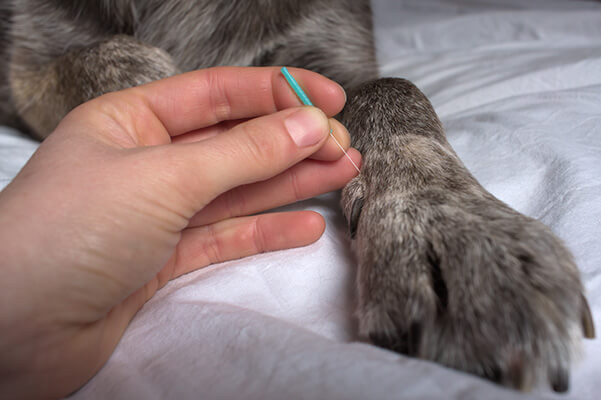 Acupuncture needle going into dog paw