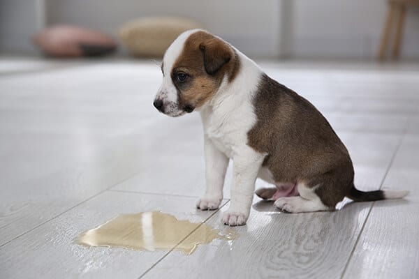 Adorable puppy near puddle on floor indoors