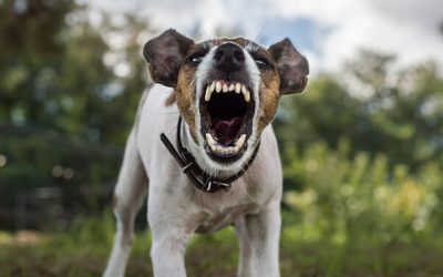 How To Train Your Dog To Defend Himself From Attack