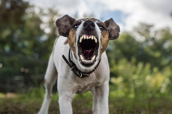 Angry and aggressive dog snarling barking and showing their teeth