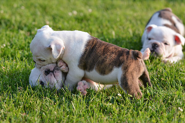 Bulldog puppies playing