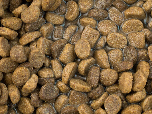 Close view of dry dog food with water added