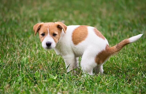 Cute Jack Russell Terrier dog puppy squatting to poop