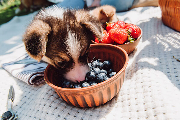 Cute puppy eating blueberries from bowl during picnic at sunny day