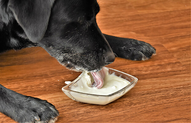 Dog eating yogurt from glass bowl