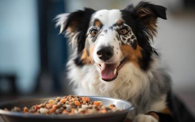 Healthy Dog Food Additives To Boost Your Dog’s Diet