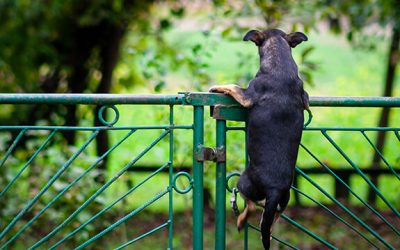How To Stop My Dog From Jumping Or Climbing The Fence