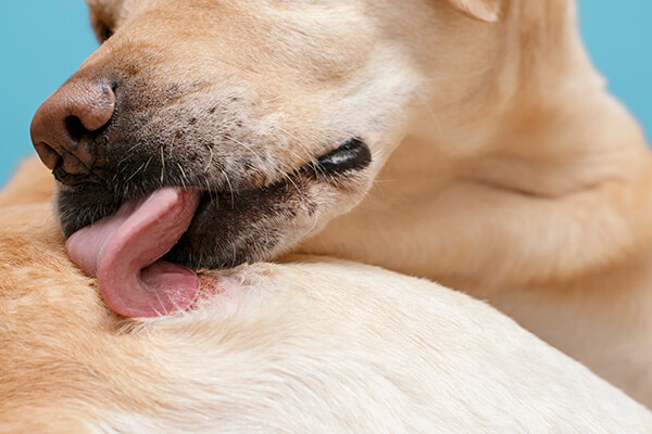 Dog licking a dermatological hot spot wound