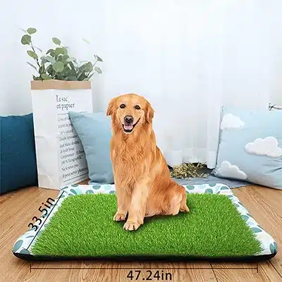 Dog using grass pad mat indoors