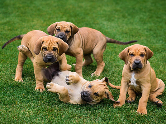 Four Fila Brasileiro (Brazilian Mastiff) puppies having fun