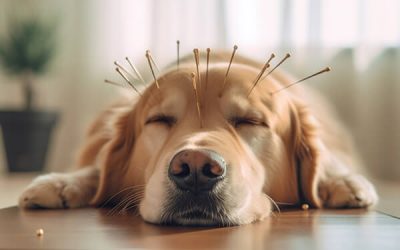 Dog Health Benefits: Does Acupuncture Work On Dogs