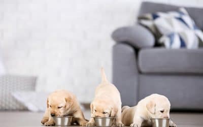 How Much Should You Feed A Labrador Retriever Puppy