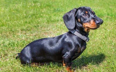 Products And Ways To Make Dog Coat Shiny And Healthy