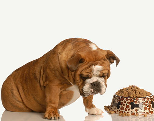 Picky bulldog pouting beside full bowl of dog food