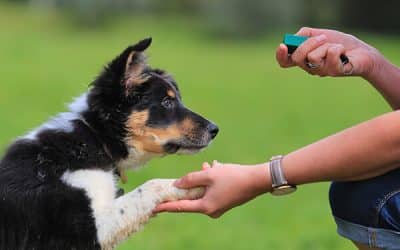 Top Pet Behavior: 5 Golden Rules Of Dog Training