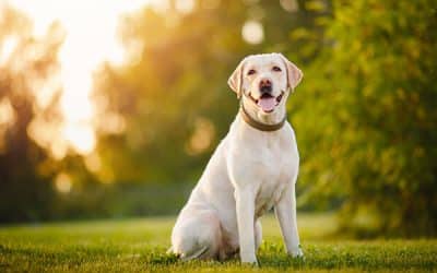 Labrador Retriever Tips: At What Age Do Labs Calm Down?