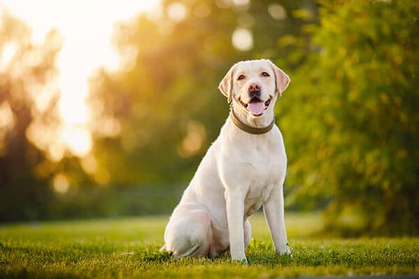 Purebred labrador retriever dog outdoors in grass park on sunny summer day